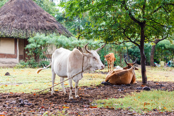 Cows rest at a kraal in a rural village in western Kenya.
