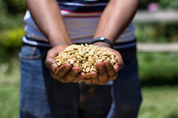Hand holding raw coffee beans during the drying process