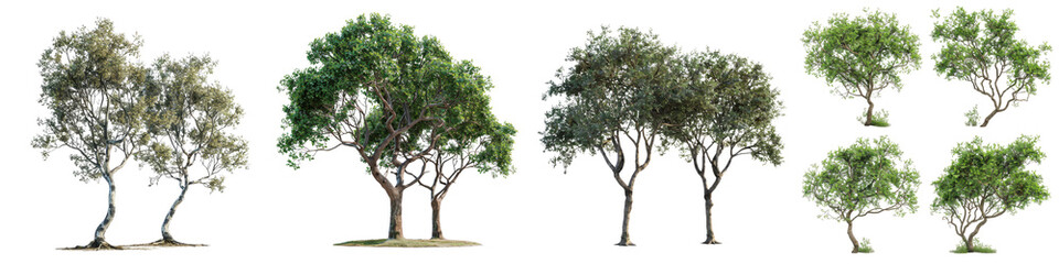 Fototapeta na wymiar Hackberry Trees Hyperrealistic Highly Detailed Isolated On Transparent Background Png File