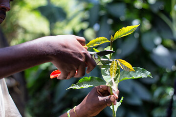 Trimming leaves off a coffee plant