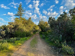 Fototapeta premium path in the forest