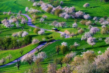 Postbus amidst blossoming cherry trees (Prunus avium), orchard in spring, Canton Solothurn, Switzerland, Europe