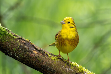 Goldammer sitzt auf einem alten Ast im Frühling | Vogel | Bird