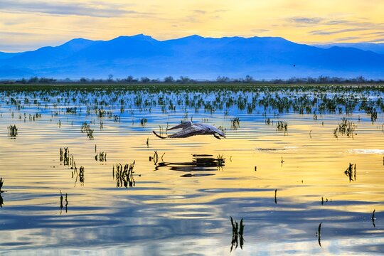 Single Dalmatian Pelican (Pelecanus crispus) flying over Lake Kerkini, Lake Kerkini, morning mood, Central Macedonia, Greece, Europe