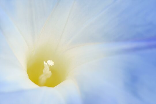 Three-colored morning glory (Ipomoea tricolor), detail of the flower, native to Mexico, ornamental plant, North Rhine-Westphalia, Germany, Europe