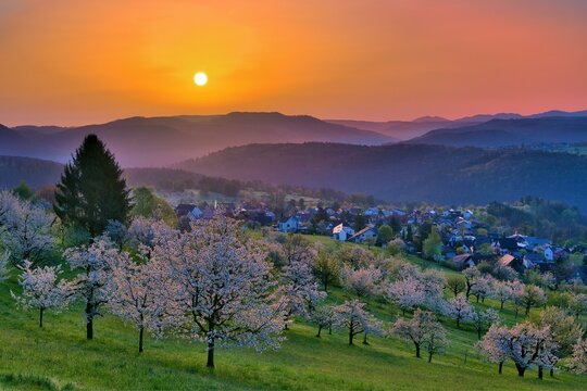 View of the village of Nuglar at sunrise, orchard with flowering cherry trees (Prunus avium), Canton of Solothurn, Switzerland, Europe