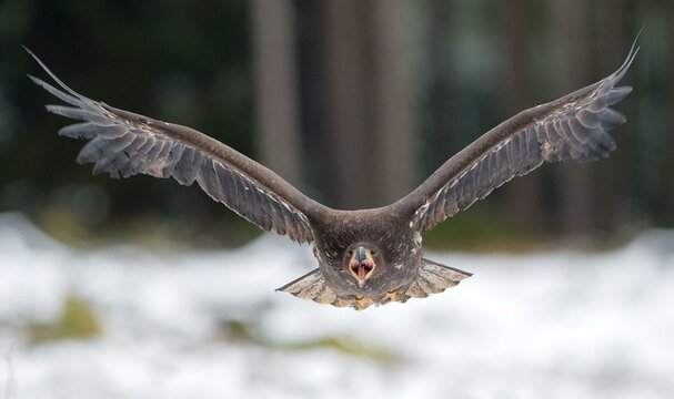 White-tailed eagle (Haliaeetus albicilla), captive, on approach, Sumava, Czech Republic, Europe