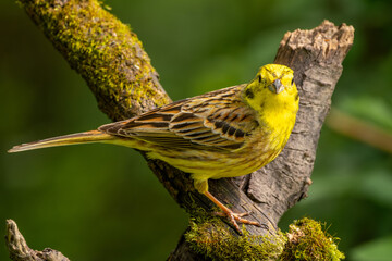 Goldammer sitzt auf einem alten Ast im Frühling | Vogel | Bird