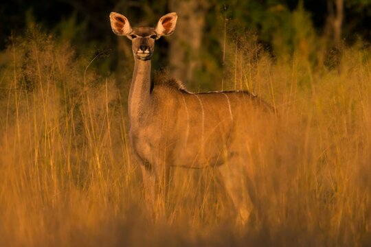Greater kudu (Tragelaphus strepsiceros), females in tall grass, Okavango Delta, Botswana, Africa