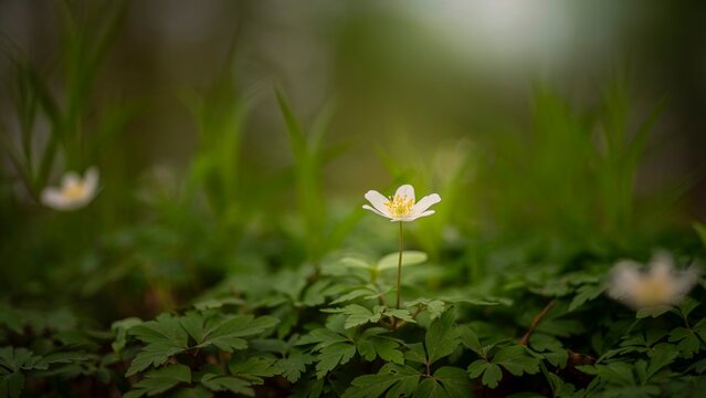 Close-up of a wood anemone (Anemonoides nemorosa, syn. Anemone nemorosa), landscape, nature photograph, diffuse light, flower, Neustadt am Ruebenberge, Neustadt am Ruebenberge, Germany, Europe