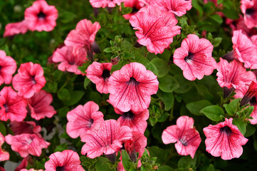 Beautiful petunia flower