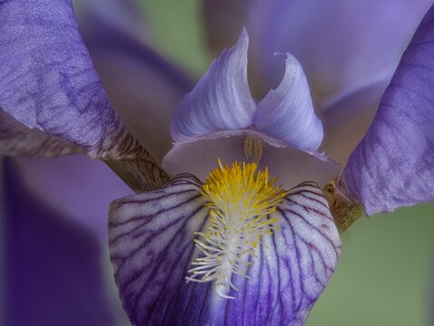Flower of an iris, studio photo, macro photo, Germany, Europe