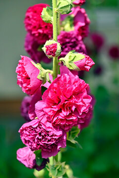 Chaters Double Hollyhock