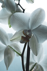White orchid flowers on blurred light background. Phalaenopsis orchids for publication, poster,...