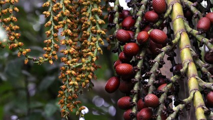 buriti palm tree in close up
