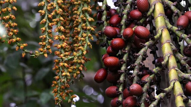 buriti palm tree in close up