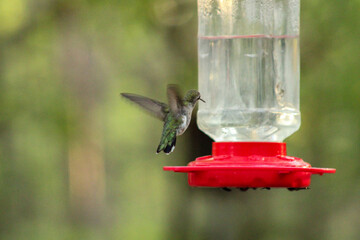 hummingbirds feeding on a feeder in nature