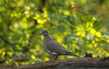 mourning dove bird in tree