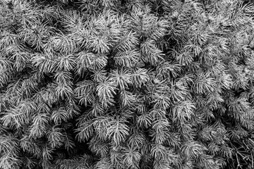 Background from pine branches with needles for publication, design, poster, calendar, screensaver, wallpaper, postcard, banner, cover, website. Toned high quality photo