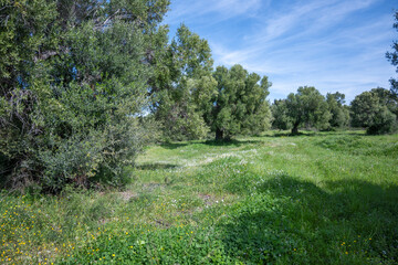 Olive groves at Sithonia coastline near Kastri Beach, Chalkidiki, Greece