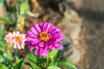 夏の終わり、花壇で咲くピンクのヒャクニチソウ