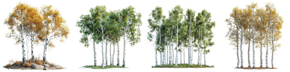 Quaking Aspen Trees Hyperrealistic Highly Detailed Isolated On Transparent Background Png File