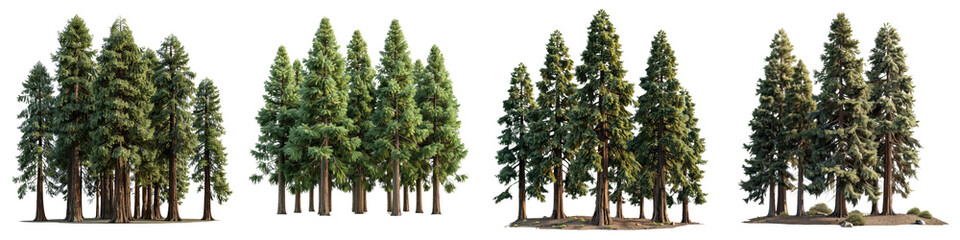 Redwood Trees Hyperrealistic Highly Detailed Isolated On Transparent Background Png File
