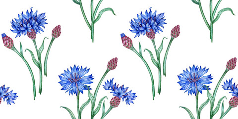 Watercolor illustration of a pattern of blue cornflowers and buds. Botanical composition element isolated from background. Suitable for cosmetics, aromatherapy, medicine, treatment, care, design,
