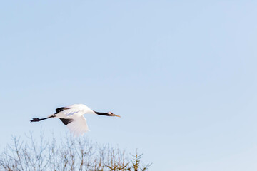 タンチョウの飛翔
