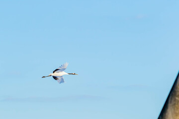 タンチョウの飛翔
