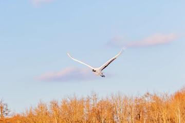タンチョウの飛翔
