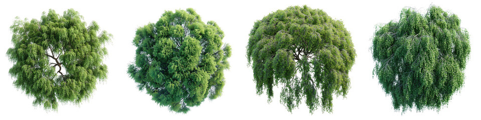Weeping Willow Trees Top View Drone Shoot Hyperrealistic Highly Detailed Isolated On Transparent Background Png File