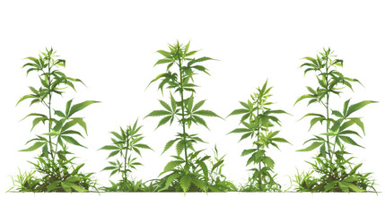 Fototapeta premium Marijuana plants 