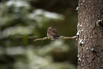 Eurasian pygmy owl is sitting on the branch. Small owl in the forest. European wildlife.