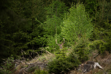 Male of fallow deer is hiding behind the tree. European nature during spring season. Deer with...