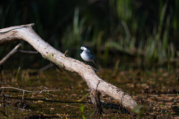 White Wagtail, Motacilla alba, single bird on branch, Poland