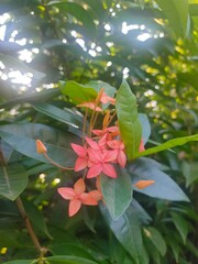 Bloom in Tranquility: A Close-up of Nature's Beauty