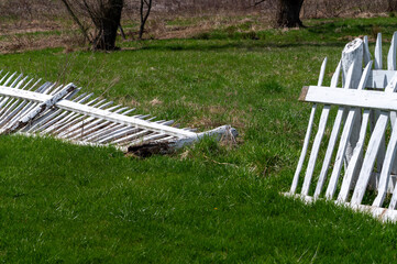 Broken white picket fence with rotted wood post lays fallen in green grass