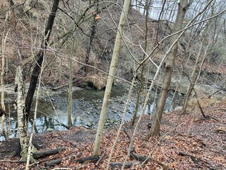 Obraz premium in the woods
