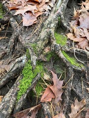 tree bark and moss