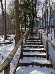 wooden bridge in the forest