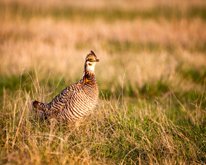 Prairie Chicken walking in the Grass