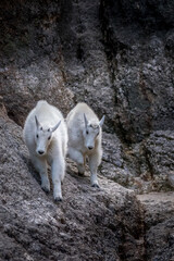 Two young mountain goats walking on a ledge
