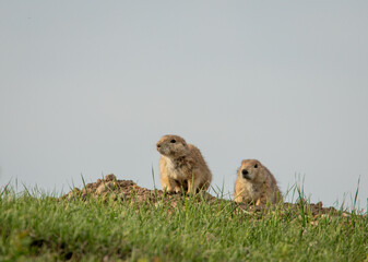 Two Black Tailed Prarie Dogs silhouette