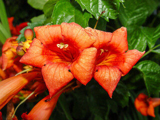 Two orange trumpet flowers with green leaves
