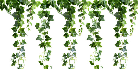 An isolated climbing vine plant with a clipping path on a white background.