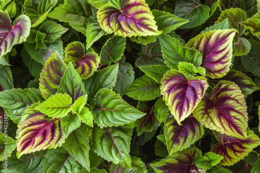 Wall mural the coleus barbatus plant lives in tropical areas. the green leaves and tropical growth called coleu