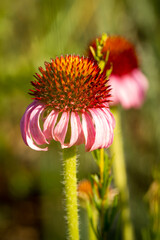 Pink Cone flower Fuly Open
