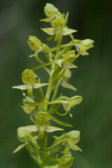 Wild orchid, Platanthera algeriensis Platanthera Clorantha. Sardinia, Italy, rare wild orchid next to stream,