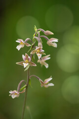 Marsh Helleborine (Epipactis palustris) flowering Laconi Nuoro. Sardinia Italy